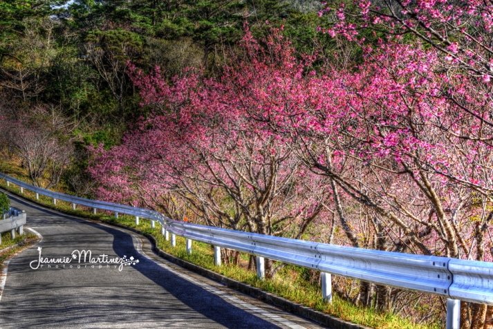 Cherry Blossoms lining the road in Nago Central Park.