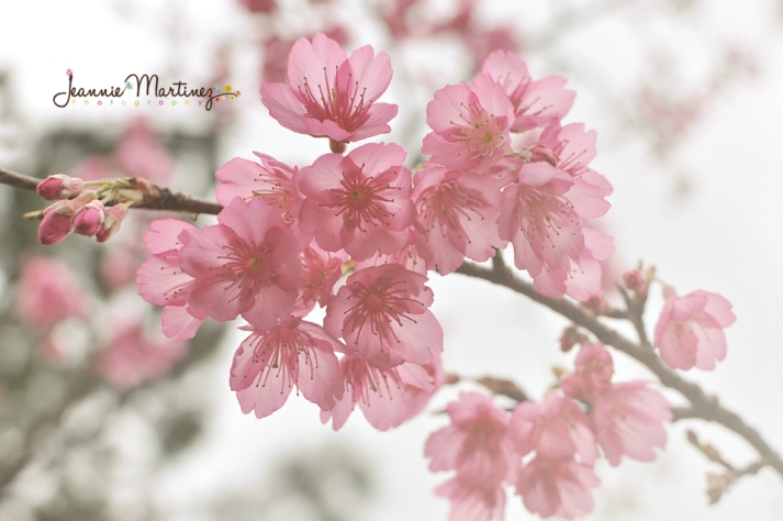 Fully bloomed Cherry Blossoms- Motobu