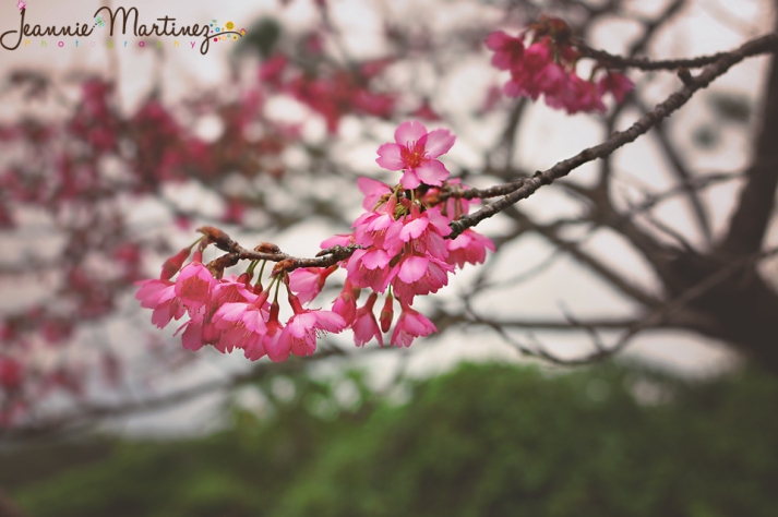 Cherry Blossom branch - Motobu
