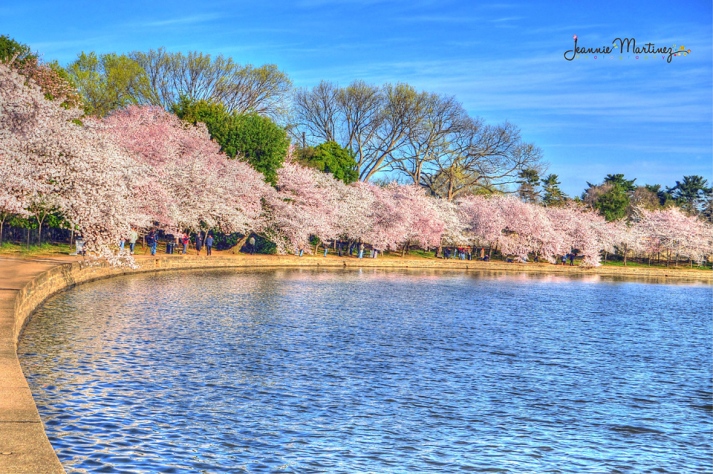 Cherry Blossoms lining the Tidal Basin in Washington D.C.